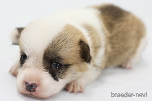 成約済の神奈川県のウェルシュコーギーペンブローク-318599の1枚目